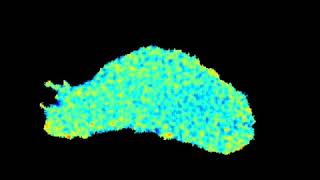 Alignment of Integrins During T Cell Migration [upl. by Amilas]