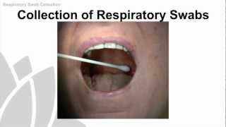 Respiratory Swab Collection Training Video  NSW Health [upl. by Artenak]