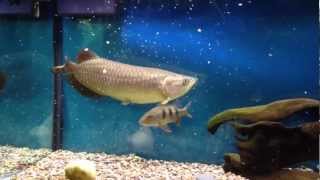 Big Australian Jardini Arowana eats Crayfish [upl. by Adelpho]