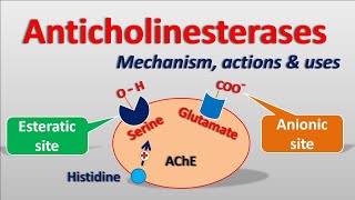 Anticholinesterases  Mechanism actions side effects amp uses [upl. by Magdau426]