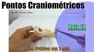 Pontos Craniométricos  Parte 10  Prática  Anatomia Humana [upl. by Ernestine]