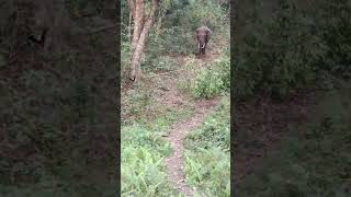 gorumara forest 😮 big elephant [upl. by Hahnert289]