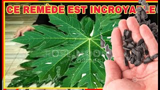 COMMENT UTILISER LES FEUILLES PÉPINS RACINES DE PAPAYE POUR TOUT SOIGNER [upl. by Rosario640]