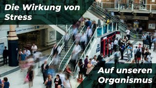 Die Wirkung von Stress auf unseren Organismus Kurzvortrag  kuyomeTraining [upl. by Jacquenette]