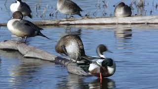 Sacramento and Colusa National Wildlife Refuge [upl. by Ary858]