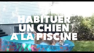 Éducateur canin Montréal désensibilisation dun chien à la piscine [upl. by Aretahs]