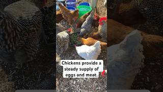 Be Cluckin Prepared Raise Chickens Before the Apocalypse [upl. by Keyte]