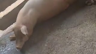 piggery unit tour in the farm pig [upl. by Beitch]