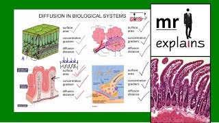 mr i explains Diffusion Pt2  Examples of Diffusion in Biological Systems [upl. by Etnuad]