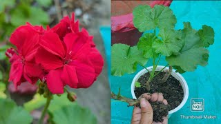 Best Soil Mixture For Geranium PlantMultipleGarden [upl. by Renick]