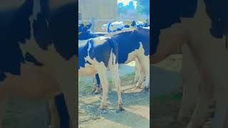 New Fresh loatMahria Dairy Farm cow animaldairyfarm dairyfarm animal farming frisiancow [upl. by Ylliw799]