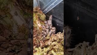 Poecilotheria regalis juvie female tarantula nature animals shorts tarantulas spider [upl. by Burhans]