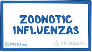 Zoonotic influenzas  causes symptoms diagnosis treatment pathology [upl. by Stockmon]