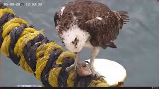 Port Lincoln Osprey 05092024 1154 [upl. by Yager]