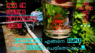 How to culture bloodworms easily  Bloodworms എങ്ങനെ simple ആയി culture ചെയ്തെടുക്കാം in Malayalam [upl. by Thier800]