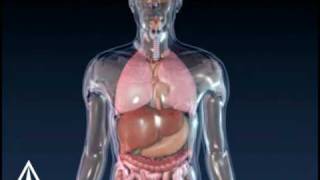 Asthma Animation  3D Medical Animation [upl. by Enirahtac135]