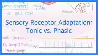 Sensory Receptor Adaptation Tonic vs Phasic Receptors [upl. by Eecyac]