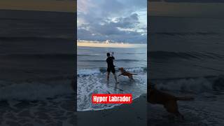 Play fetch with Primo labrador dog pets doglover love [upl. by Tammara]