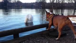 Mini bull terrier vs swan [upl. by Sims]