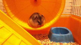 Bijou Sleepy hamster falling of the wheel [upl. by Linell]