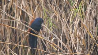 Greater coucal calling [upl. by Girardi]