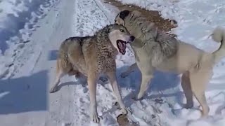 Top 10 Moments Kangals Attack Most Dangerous Wild Animals  Kangal Real Fights  Tough Creatures [upl. by Dewitt]