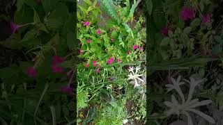 rajanigandha tuberose flower 💮 ytshort tube rose flower short video [upl. by Machutte276]