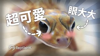 【介紹】超可愛 眼大大直線瘤尾守宮！ ReptileHK 爬蟲香港 [upl. by Presley164]