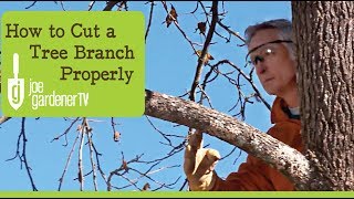 How to Cut a Tree Branch Properly [upl. by Douville]