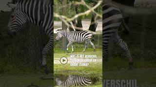 Safari Shorts  Wat is het verschil tussen de grevy en grant zebra beeksebergen safaripark [upl. by James607]