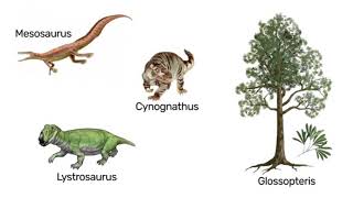 THE CONTINENTAL DRIFT THEORY EVIDENCES AND EXAMPLES [upl. by Westleigh418]