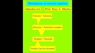 Enzymes in various diseases by labpedianet Prof Riaz A Bhutta Urdu Hindi [upl. by Ylrac]