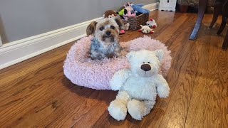 When Your Pup flies down the stairs to play with her Toy 😅 yorkies funnyvideo smalldog Rylie [upl. by Htesil]