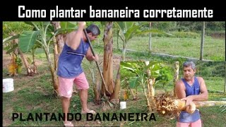 Como plantar bananeira corretamente  Plantando pé de banana na chácara chácara sítio vidanaroca [upl. by Rafter]