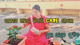 ରଙ୍ଗଣୀ ଗଛର କିପରି care ନେଲେ ଫୁଲ ଅଧିକ ଫୁଟିବ Ixora plant care [upl. by Leahcim886]