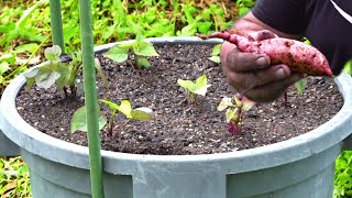 How to Grow Sweet Potato in Containers or Pots [upl. by Ardnael]