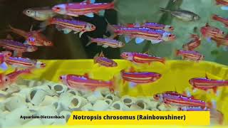 Notropsis chrosomus  Rainbow Shiner [upl. by Anamor193]