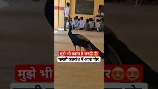 🦚मोर आया स्कूल 😍😱shorts peacock school naniterimorni viral hindirhymes [upl. by Parris308]