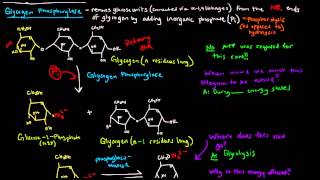 Glycogen Part 3 of 4  Glycogen Breakdown [upl. by Eanwahs]