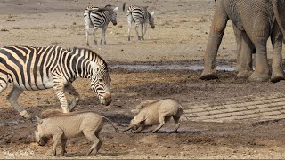 A busy waterhole with elephants zebra tsessebe wildebeest ostriches and warthogs [upl. by Eerb524]