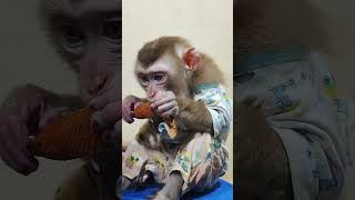 dog animals monkey pet dogbreed breed [upl. by Ahsiadal97]