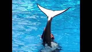 SeaWorld Orlando Shamu Adventure Full Show 2003 A Spectacular Marine Spectacle [upl. by Campagna114]