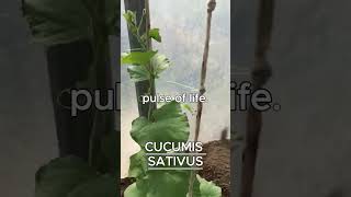 CUCUMIS SATIVUS AKA CUCUMBER [upl. by Scurlock]