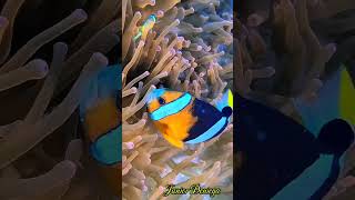 amphiprionclarkiianimaliachordataactinopterygiipomacentridaevideographymoalboalcebu🇵🇭 [upl. by Barret]