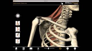 Scapula Elevation muscle action with Muscle Premium [upl. by Brigette]