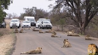 Largest Lion Pride Ever Blocking Road In Kruger Park [upl. by Aicilaf]