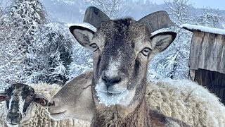 ❄️Unser Weihnachtsfilm ❄️ weihnachtenaufeinemlebenshof lebenshoftiereimschnee [upl. by Neyr556]