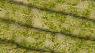 Plasmolysis in Elodea [upl. by Ailaham]