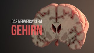 Nervensystem Teil 2  Aufbau und Funktionsweise des Gehirns Animation [upl. by Hilliard41]