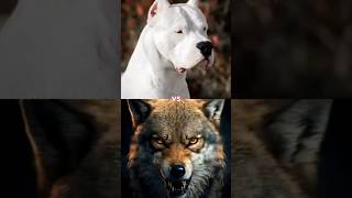 dogo argentina vs rotwiller vs dogo vs cane corso vs dogo vs pitbull vs dogo vs fox [upl. by Kapeed]